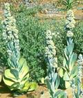 کالانکوئه تیرسیفلورا